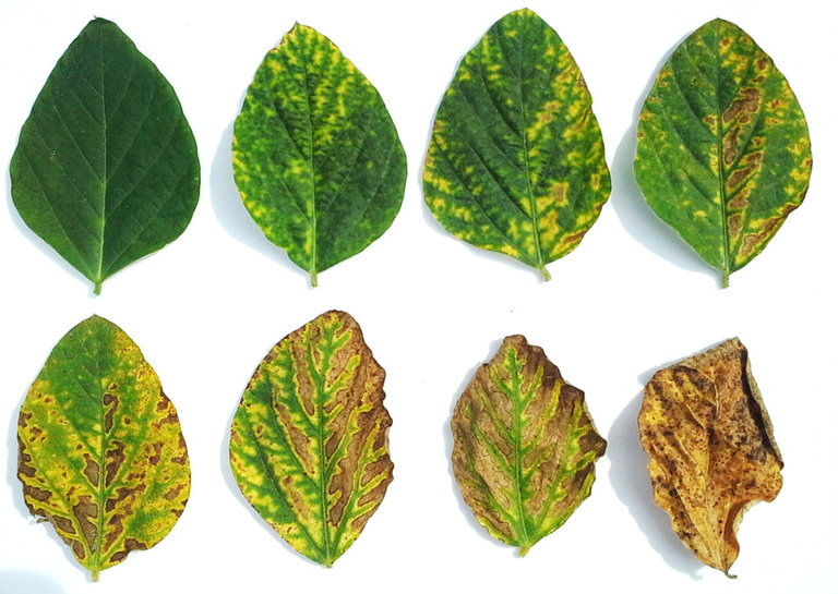 Soybean disease, Sudden Death Syndrome, SDS, Pod and Stem Blight, Septoria, Brown Spot, FLS, Frogeye Leaf Spot, Disease ID, Scout